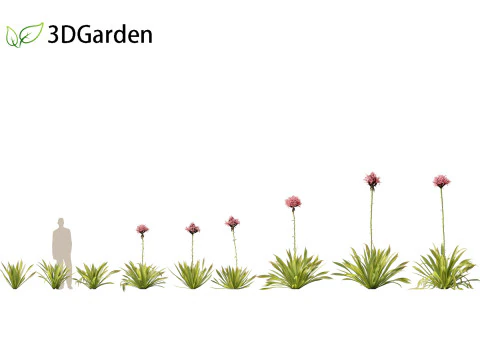 Doryanthes excelsa - Gymea Lily 3D Model