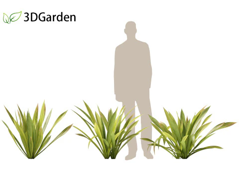 Doryanthes excelsa - Gymea Lily 3D Model