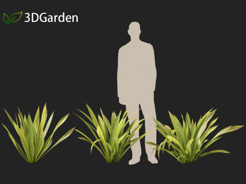 Doryanthes excelsa - Gymea Lily Modèle 3D