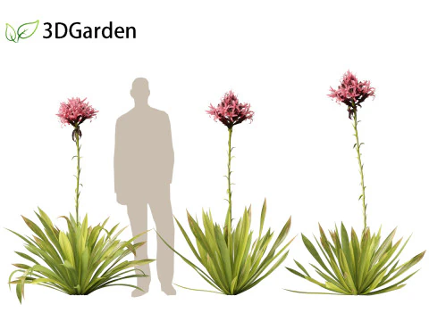 Doryanthes excelsa - Gymea Lily 3D Model