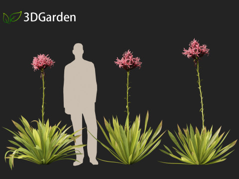 Doryanthes excelsa - Gymea Lily Modèle 3D