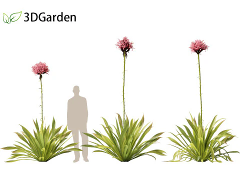 Doryanthes excelsa - Gymea Lily 3D Model