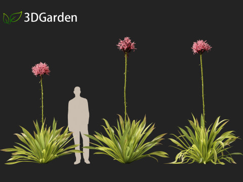 Doryanthes excelsa - Gymea Lily Modèle 3D