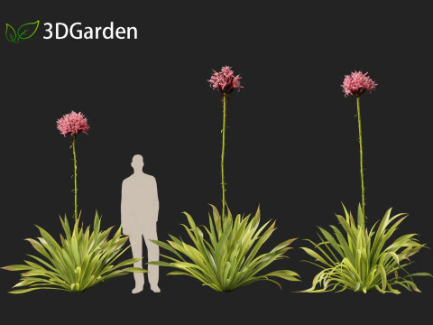 Doryanthes excelsa - Gymea Lily 3D Model