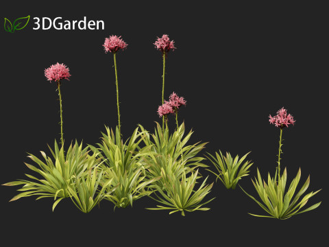 Doryanthes excelsa - Gymea Lily Modèle 3D
