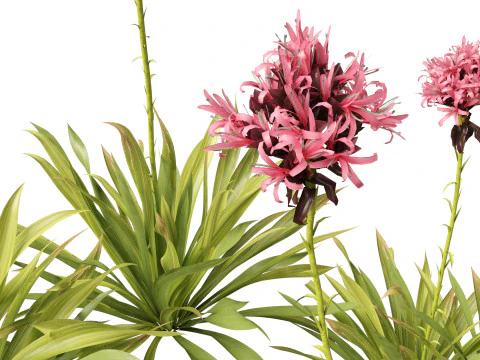 Doryanthes excelsa - Gymea Lily 3D Model