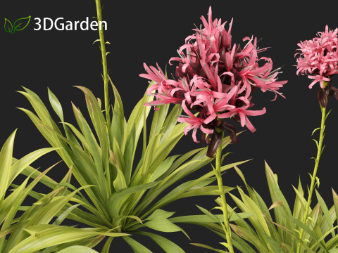 Doryanthes excelsa - Gymea Lily Modèle 3D