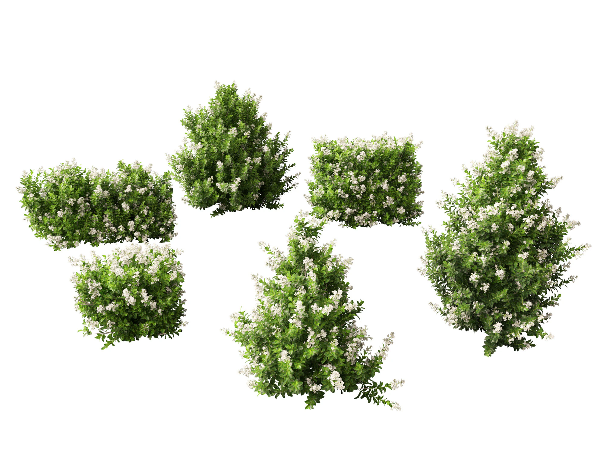 Escallonia Iveyi -White Escallonia 3D Model .c4d .max .obj .3ds .fbx .stl .blend 