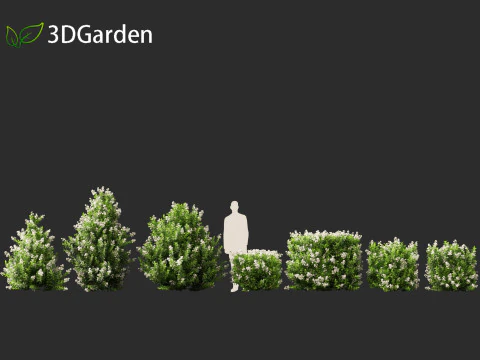 Escallonia Iveyi -White Escallonia 3D Model