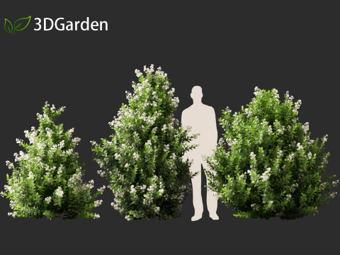 Escallonia Iveyi -White Escallonia 3D मॉडल