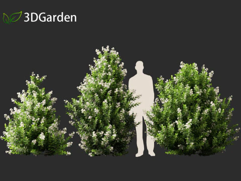 Escallonia Iveyi -White Escallonia 3D Model