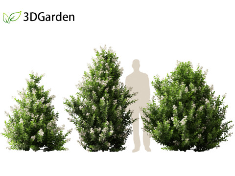 Escallonia Iveyi -White Escallonia 3D मॉडल