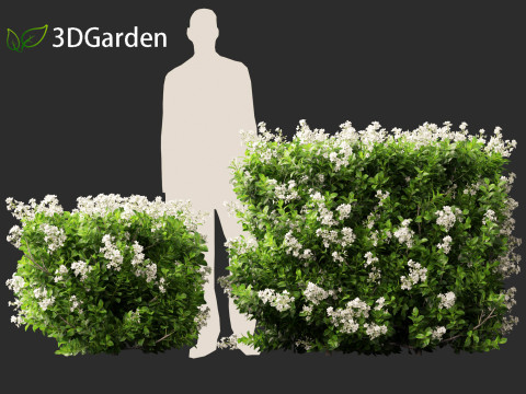 Escallonia Iveyi -White Escallonia 3D मॉडल