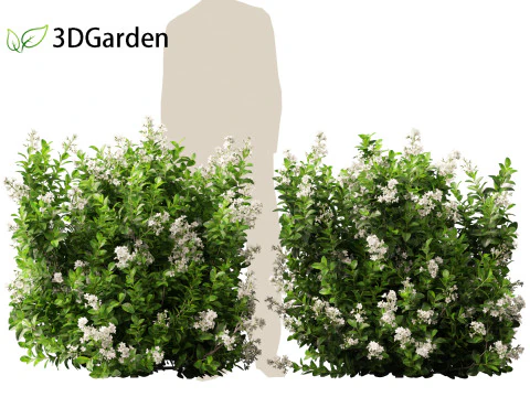 Escallonia Iveyi -White Escallonia 3D Model