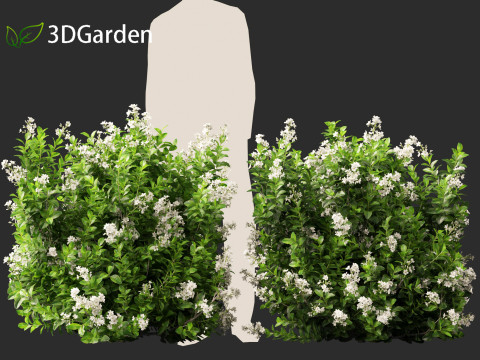 Escallonia Iveyi -White Escallonia 3D मॉडल