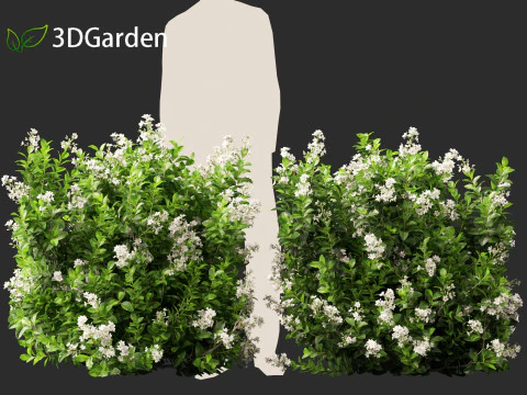 Escallonia Iveyi -White Escallonia 3D Model