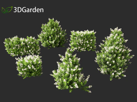 Escallonia Iveyi -White Escallonia 3D Model