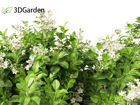 Escallonia Iveyi -White Escallonia 3D मॉडल