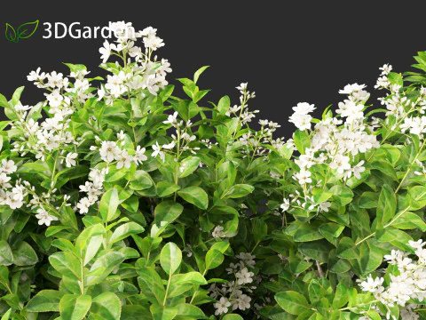Escallonia Iveyi -White Escallonia 3D Model
