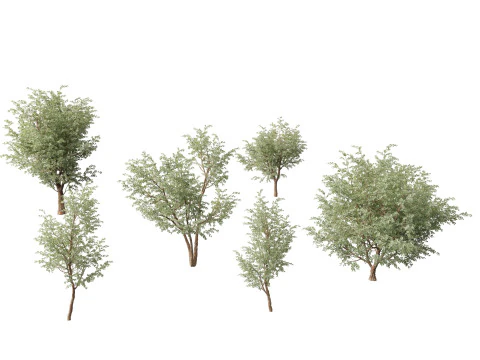 Eucalyptus cinerea - maçã Argyle Modelo 3D