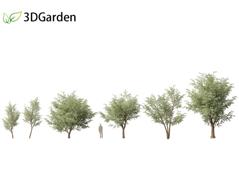 Eucalyptus cinerea - Argyle apple 3D Model