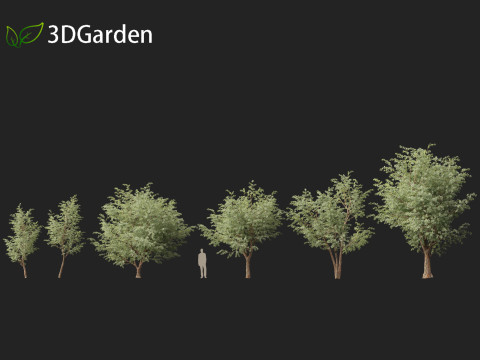 Eucalyptus cinerea - Argyle apple 3D Model