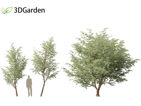 Eucalyptus cinerea - Argyle apple 3D Model