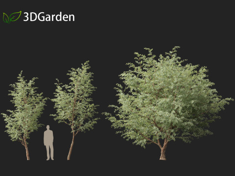 Eucalyptus cinerea - Argyle apple 3D Model