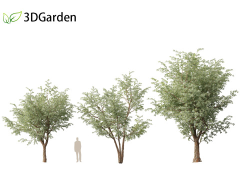 Eucalyptus cinerea - Argyle apple 3D Model