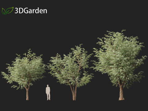 Eucalyptus cinerea - Argyle apple 3D Model