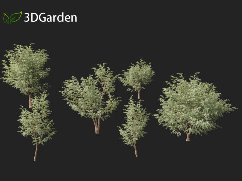 Eucalyptus cinerea - Argyle apple 3D Model