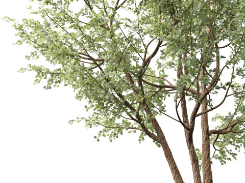 Eucalyptus cinerea - Argyle apple 3D Model