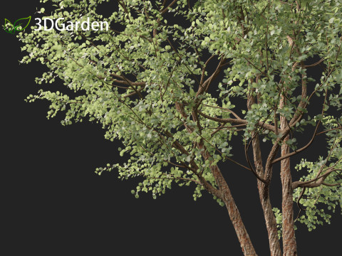 Eucalyptus cinerea - Argyle apple 3D Model