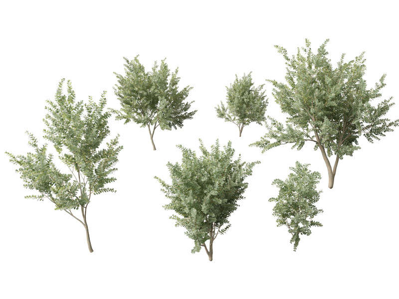 Eucalyptus gunnii - Cider gume 3D Модель .c4d .max .obj .3ds .fbx .stl .blend 