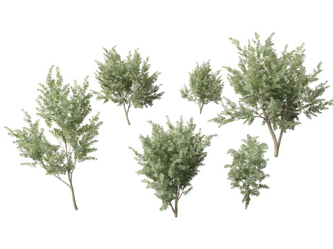 Eucalyptus gunnii - Cider gume Modello 3D