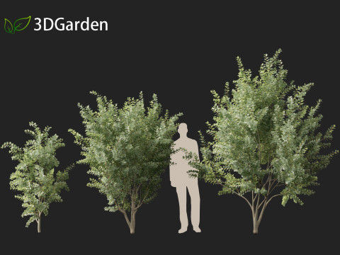 Eucalyptus gunnii - Cider gume 3D Модель