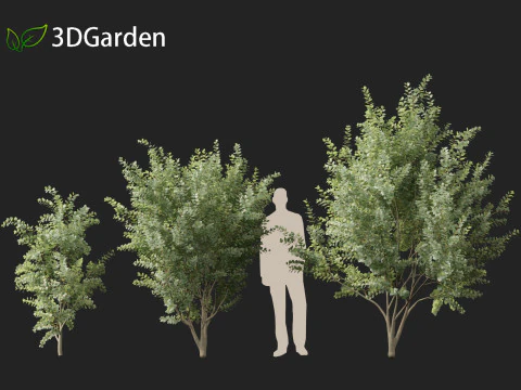 Eucalyptus gunnii - Cider gume 3D Model