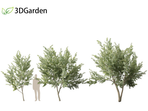 Eucalyptus gunnii - Cider gume 3D Модель