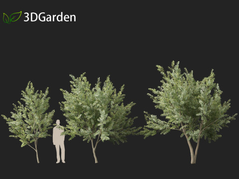 Eucalyptus gunnii - Cider gume 3D Модель