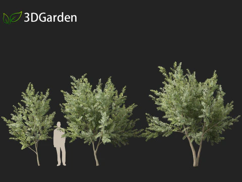 Eucalyptus gunnii - Cider gume 3D Model