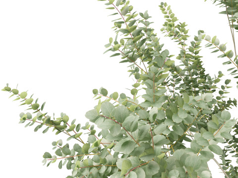 Eucalyptus gunnii - Cider gume 3D Модель