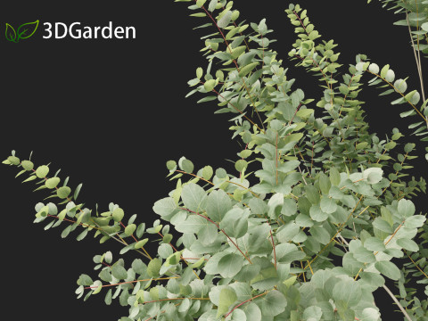 Eucalyptus gunnii - Cider gume 3D Модель