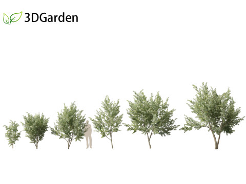 Eucalyptus gunnii - Cider gume 3D Модель