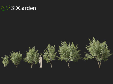Eucalyptus gunnii - Cider gume 3D Модель