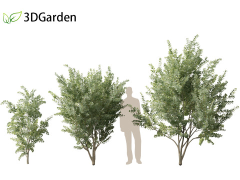 Eucalyptus gunnii - Cider gume 3D Модель