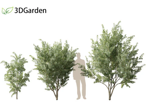 Eucalyptus gunnii - Cider gume 3D Model