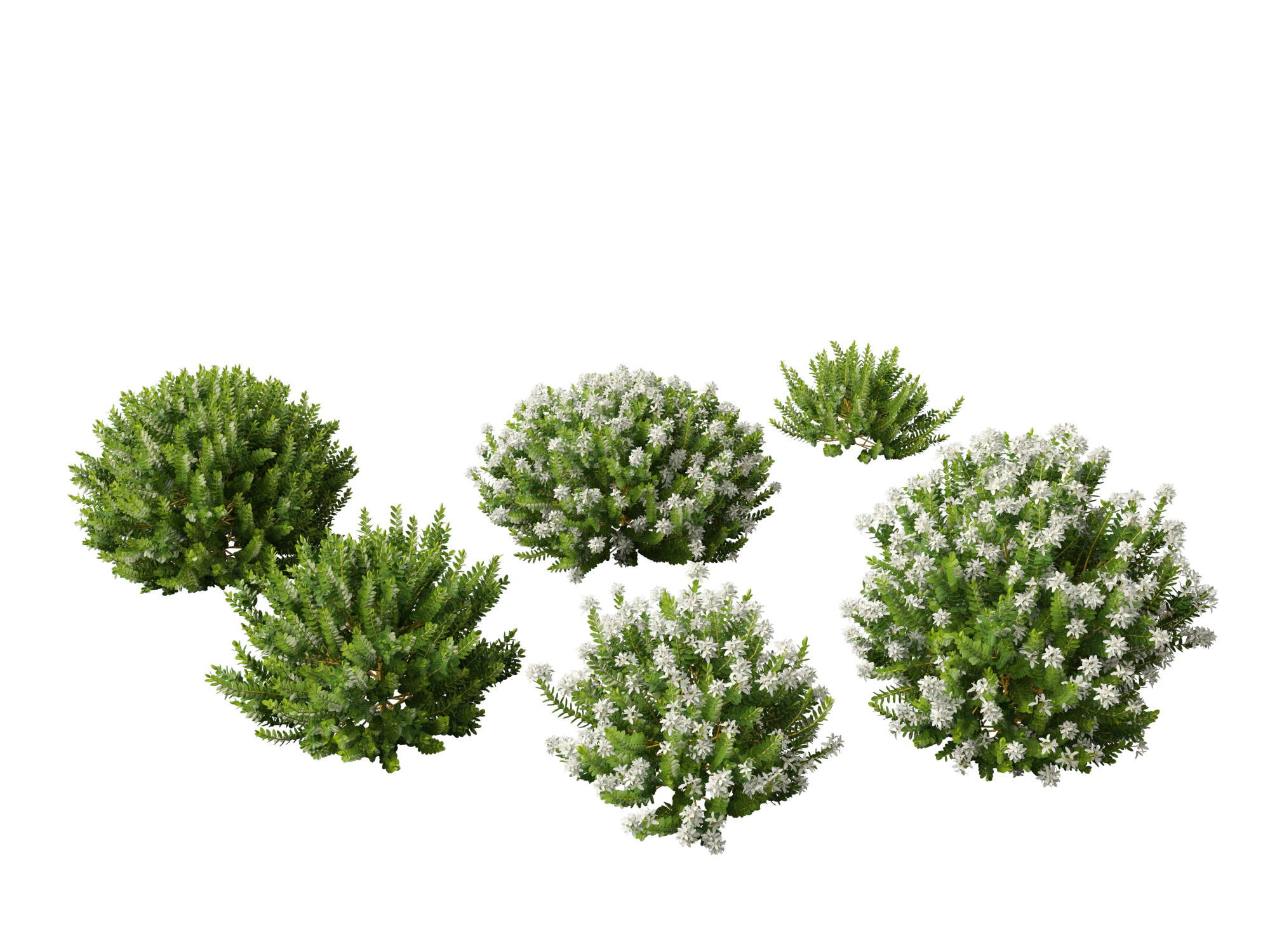 Hebe odor - buxo Modelo 3D .c4d .max .obj .3ds .fbx .stl .blend 