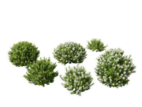Hebe odora - boxwood 3D मॉडल