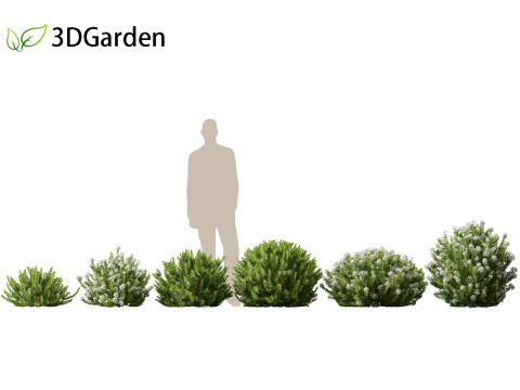 Hebe odora - boxwood Modelo 3D