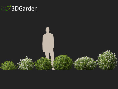 Hebe odora - boxwood Modelo 3D
